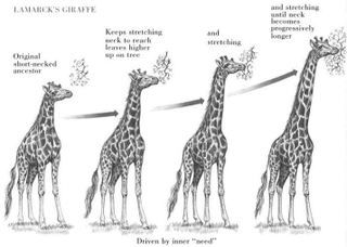 Illustration for article titled Evolution 101: The Missing Link FAQ